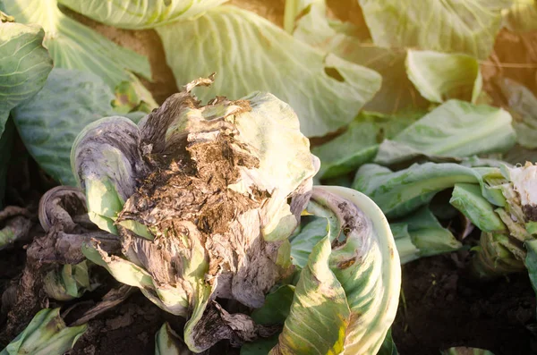 Mucous bacteriosis of white-headed cabbage. Defeat disease vegetables on the field. Bad harvest. Agriculture. Farming. Agricultural industry. Selective focus
