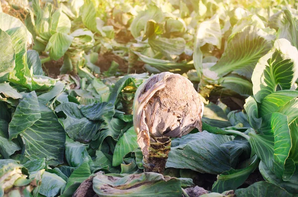 Schleimbakteriose von Weißkohl. Seuchengemüse auf dem Feld besiegen. Schlechte Ernte. Landwirtschaft. Landwirtschaft. Die Agrarindustrie. Selektiver Fokus — Stockfoto