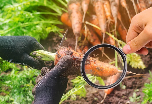 Фахівець з харчових продуктів перевіряє моркву на хімікати та пестициди. Вирощування органічних овочів. Еко-дружні продукти. Помологія. Сільське господарство і сільське господарство. Гмо-тест. Якість вивчення ґрунту та врожаю. — стокове фото