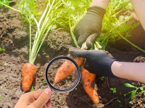 Ilmuwan makanan memeriksa wortel untuk bahan kimia dan pestisida. Menanam sayuran organik. Eco-friendly products. Pomologi. Pertanian dan pertanian. Tes GMO. Kajian kualitas tanah dan tanaman . — Stok Foto