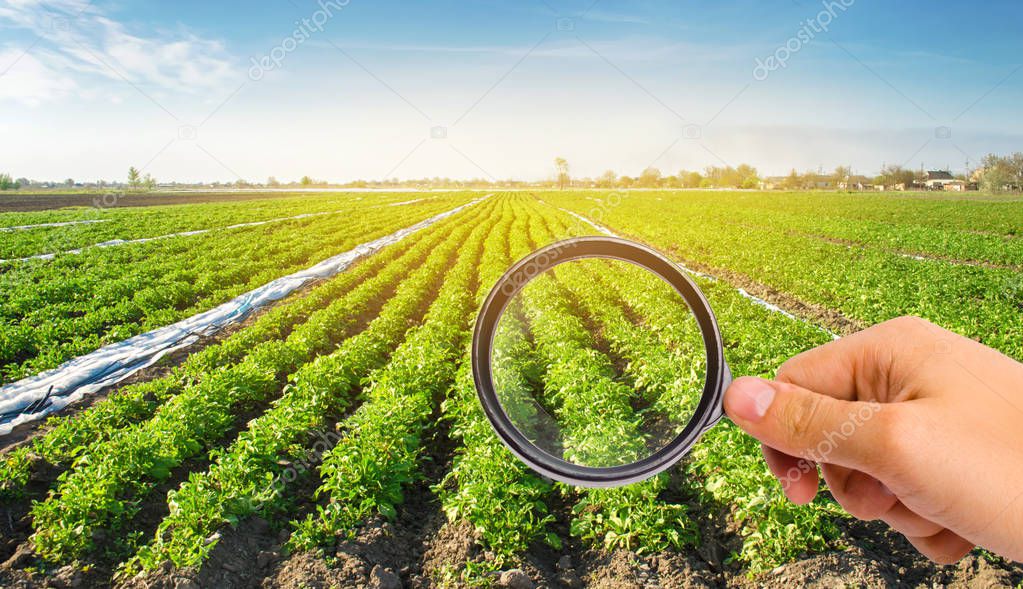 The food scientist checks the potato for chemicals and pesticides. Study quality of soil and crop. Growing organic vegetables. Eco-friendly products. Pomology. Agriculture and farming. GMO test.