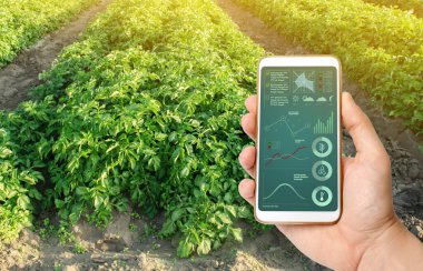 Çiftçi, patates çiftliğinin arka planında akıllı telefon tutuyor. Akıllı tarım kavramı. Tarım girişimi. Otomasyon ve mahsul kalitesinde iyileşme. Yüksek teknoloji, yenilik. Veri analizi