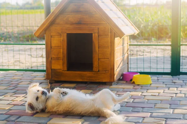 Beautiful White Pooch Dog Booth Sunny Day House Animal Selective — Stock Photo, Image