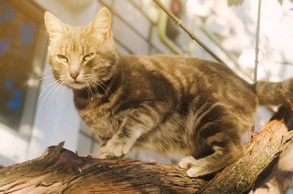 Beau Chat Gris Sur Une Branche Raisin Par Une Journée — Photo