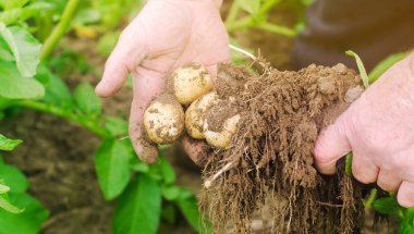 Çiftçi tarlada taze toplanmış patatesleri tutuyor. Hasat. Hasat et. Organik sebzeler. Tarım ve tarım. Patates. Seçici odak.
