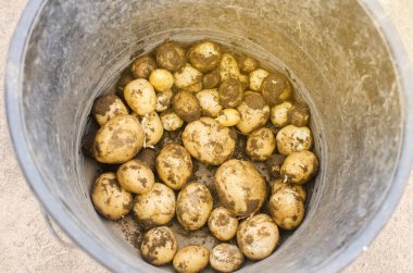 Kovada taze toplanmış taze sarı patates. Hasat, hasat. Organik sebzeler. Tarım ve tarım. Seçici odak.