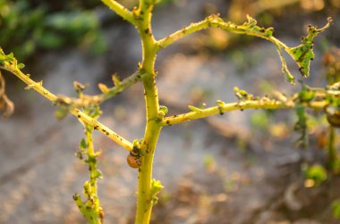 Colorado patates böcekleri (Leptinotarsa decemlineata) bir patatesin üzerinde oturuyorlar. Böcek böcekleri, çiftçinin düşmanı. Ekin kaybı riskleri. Tarım ve tarım. Seçici odak