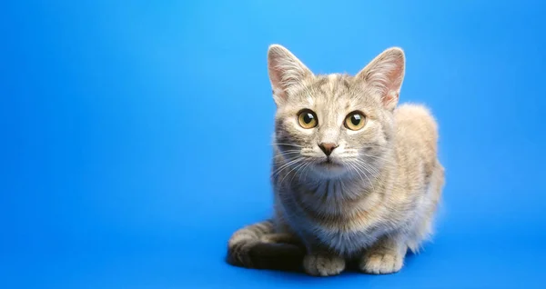 Chat Gris Tabby Sur Fond Bleu Regarde Caméra Portrait Animal — Photo