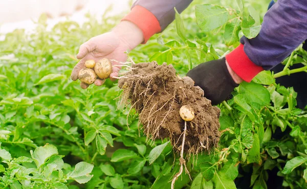 Farmer Trzyma Świeżo Zebrane Ziemniaki Polu Zbieram Plony Żniwa Organiczne — Zdjęcie stockowe