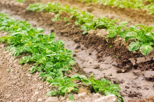 Plantação Batatas Jovens Cresce Campo Cultivo Vegetais Orgânicos Agronegócio Agricultura — Fotografia de Stock