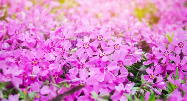 Bellissimi Fiori Rosa Phlox Subulata Giardino Soleggiato Fiore Primaverile Concentrazione — Foto Stock