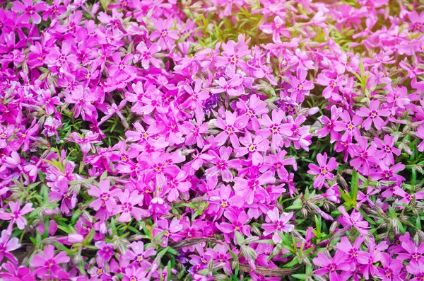 Bellissimi Fiori Rosa Phlox Subulata Giardino Soleggiato Fiore Primaverile Concentrazione — Foto Stock