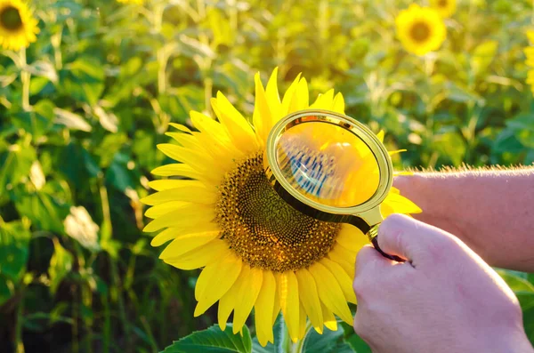 Der Lebensmittelwissenschaftler Überprüft Die Sonnenblume Auf Chemikalien Und Pestizide Erntequalität — Stockfoto