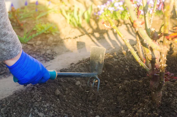 Κηπουρός Χαλαρώνει Χώμα Στον Κήπο Επεξεργασία Γης Και Φροντίδα Των — Φωτογραφία Αρχείου