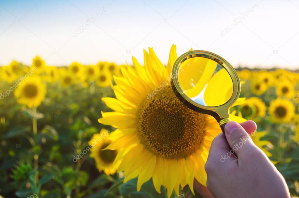 The food scientist checks the sunflower for chemicals and pesticides. Crop quality. Sunflower oil and biofuel. Eco-friendly products. Pomology. Agriculture and farming. GMO test. Selective focus