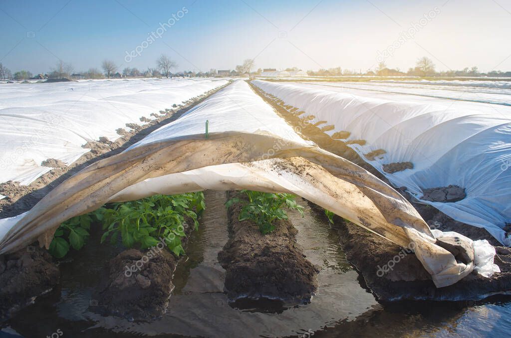 Growing and irrigation young potatoes under agrofibre in small greenhouses. Spunbond to protect against frost and keep humidity of vegetables. Farming and agriculture. Countryside. Selective focus