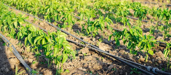 Rows of young pepper on a farm on a sunny day. Growing organic vegetables and drip irrigation. Eco-friendly products. Agriculture and farming. Ukraine, Kherson region. Selective focus