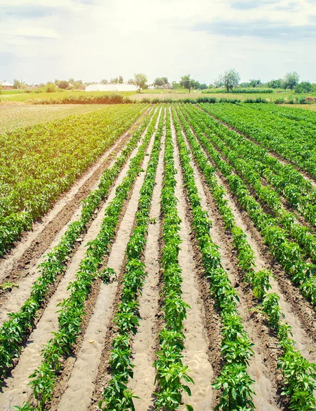 Agricultura Agricultura Plantación Pimiento Joven Una Granja Día Soleado Cultivar —  Fotos de Stock