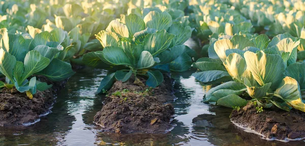 Bewässerungskohl Auf Dem Feld Traditionelle Natürliche Bewässerung Umweltfreundliche Produkte Landwirtschaft — Stockfoto