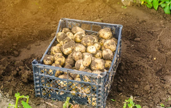 Коробка Свежесобранной Картошки Поле Сбор Урожая Органические Овощи Сельское Хозяйство — стоковое фото