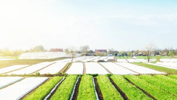 Пейзаж Сельскохозяйственных Плантаций Покрытых Агроволокном Сельское Хозяйство Агропромышленный Комплекс Красивая — стоковое фото