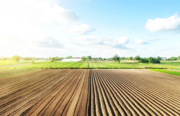 Gårdsfältet Halvpreparerat Åsar Och Högar För Plantering Markerar Fältet Rader — Stockfoto