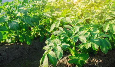Patates çalıları tarlada yetişir. Organik sebze yetiştiriyor. Tarım sektörü. Tarım, tarım. Yakın plan.
