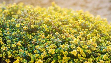 Yellow bush of lemon thyme. Thymus citriodorus. Perennial herb with a characteristic lemon scent of leaves. Soft selective focus. clipart