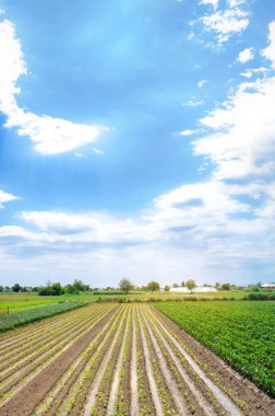 Genç patlıcan fidanları tarlada yetişir. Organik sebzeler. Tarım ve tarım sektörü. Çevre dostu ürünler. Tarım arazisi. Ukrayna, Kherson bölgesi. Seçici odak