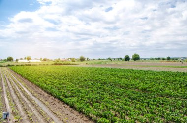 Güneşli bir günde çiftlikte taze biber ve patlıcan fidanlığı. Organik sebze yetiştiriyor. Çevre dostu ürünler. Tarım arazisi ve tarım sektörü. Ukrayna. Seçici odak