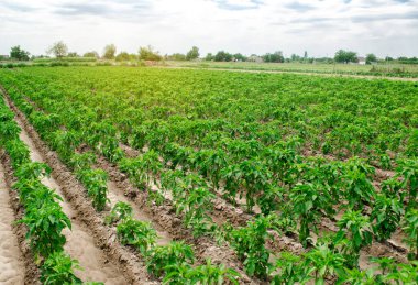 Güneşli bir günde tarlada taze biber fidanı. Organik sebze yetiştiriyor. Çevre dostu ürünler. Tarım arazisi ve tarım arazisi. Tarım işi. Ukrayna, Kherson bölgesi. Seçici odak