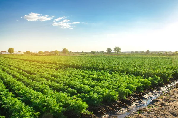 Bewässernde Plantagenlandschaft Aus Grünen Karottenbüschen Der Ökologische Landbau Europa Anbau — Stockfoto