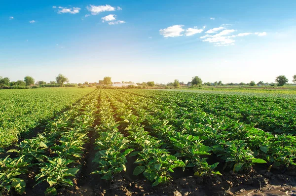 Piantagioni Melanzane Crescono Nel Campo Una Giornata Sole Verdure Biologiche — Foto Stock