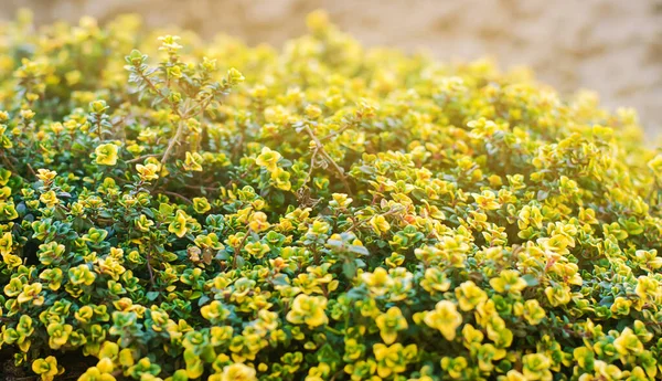 Yellow bush of lemon thyme. Thymus citriodorus. Perennial herb with a characteristic lemon scent of leaves. Soft selective focus.