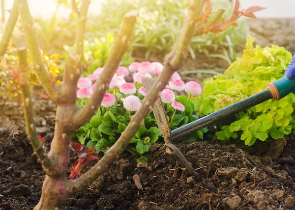 Jardinero Afloja Suelo Jardín Procesamiento Tierra Cuidado Las Flores Arbustos — Foto de Stock