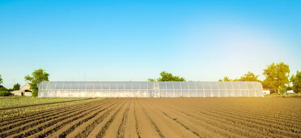 Greenhouses Growing Vegetables Fruits Field Farming Agriculture Farmland Agro Industrial — Stock Photo, Image