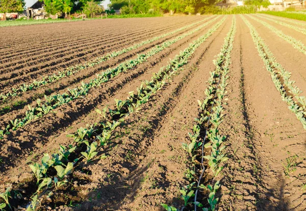 Güneşli bir günde bir çiftlikte genç lahana çiftliği. Organik sebze yetiştiriyor. Çevre dostu ürünler. Tarım ve tarım. Çiftlik ekimi. Ukrayna, Kherson bölgesi. Seçici odak