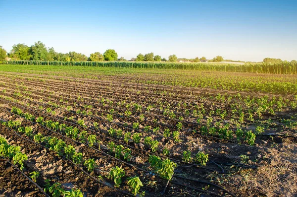 Rijen Jonge Peper Een Boerderij Een Zonnige Dag Biologische Groenten — Stockfoto