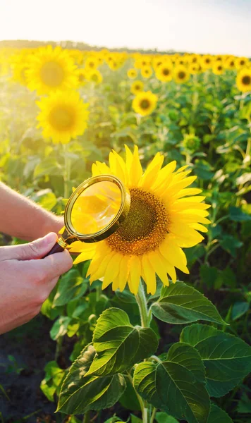 Der Lebensmittelwissenschaftler Überprüft Die Sonnenblume Auf Chemikalien Und Pestizide Erntequalität — Stockfoto