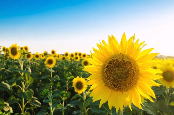 Schöne Junge Sonnenblume Die Einem Sonnigen Tag Auf Einem Feld — Stockfoto