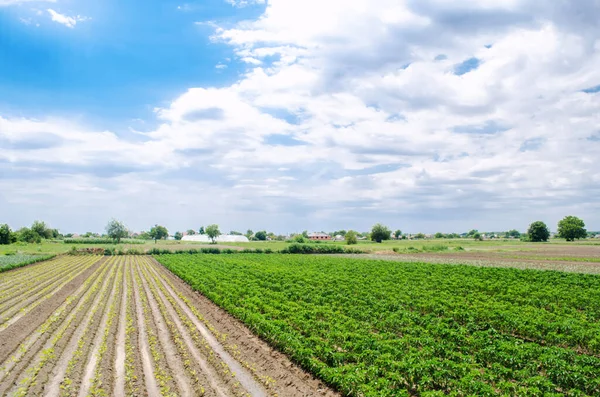 Plantación Pimientos Jóvenes Berenjenas Una Granja Día Soleado Cultivar Verduras — Foto de Stock