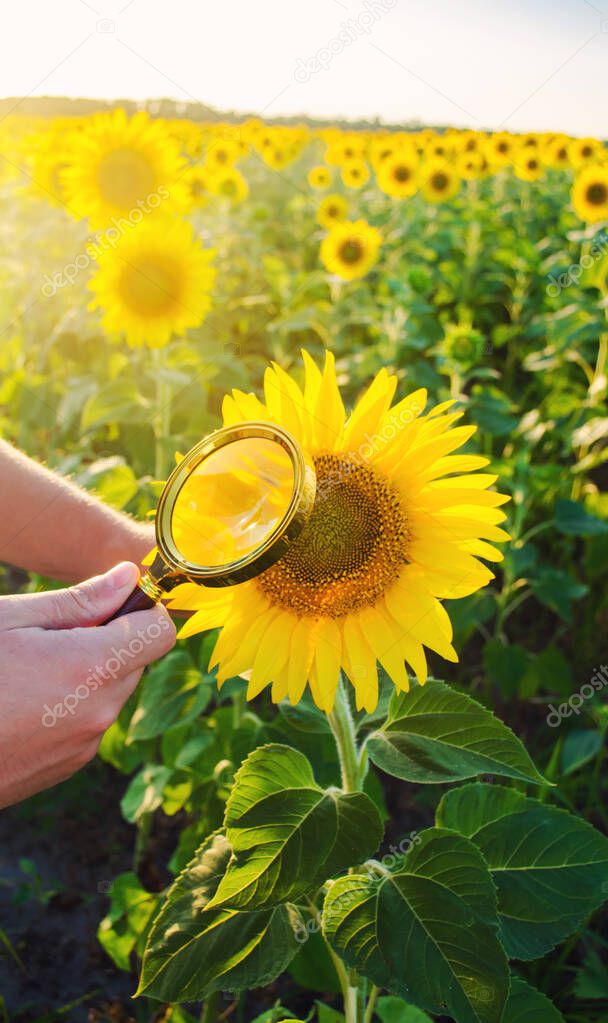The food scientist checks the sunflower for chemicals and pesticides. Crop quality. Sunflower oil and biofuel. Eco-friendly products. Pomology. Agriculture and farming. GMO test. Soil and harvest