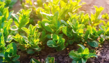 Güneşli bir günde bahçede taze taze taze nane yaprakları yetişir. Doğal duvar kağıdı. Aromaterapi. Seçici odak.