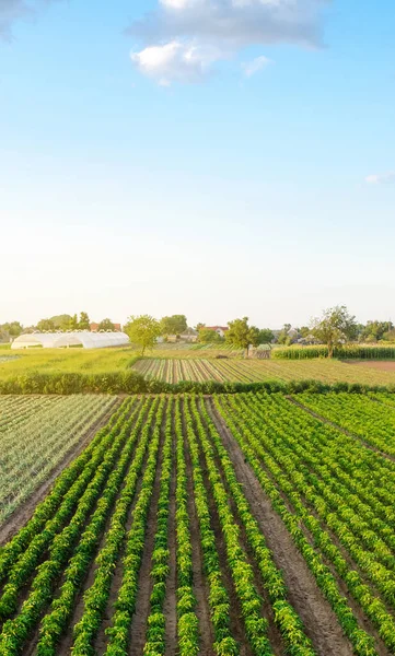 Rijen Aanplant Van Jonge Peper Een Boerderij Een Zonnige Dag — Stockfoto