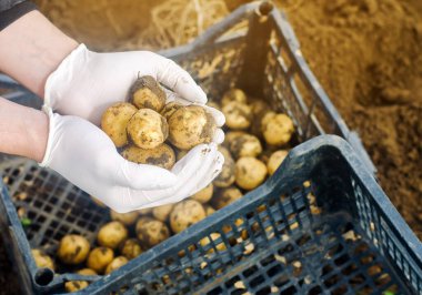 Çiftçi tarlada taze toplanmış patatesleri tutuyor. Hasat, hasat. Organik sebzeler. Tarım ve tarım. Kutuda patates. Seçici odak.