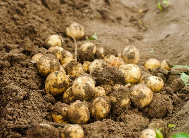 Tarlada taze toplanmış patatesler. Hasat, hasat. Organik sebzeler. Tarım ve tarım. Bahçıvanlık. Seçici odak.