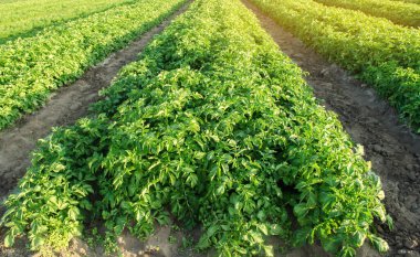 Patates çiftlikleri tarlada yetişir. Sebze sıraları. Çiftçilik, tarım. Tarımsal arazi manzarası. Taze organik sebzeler. Ekinler