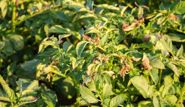 Phytophthora 'dan etkilenen patates çalıları (Phytophthora Infestans) sahada. Sebze yetiştiriyorum. Hasat hatası. Hastalıklı kuru patates yaprakları. Düşman çiftçisi. Seçici odak