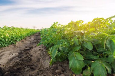 Tarlada sebze sıraları patates yetişiyor. Organik sebze yetiştiriyor. Tarım. Çiftlik. Seçici odak