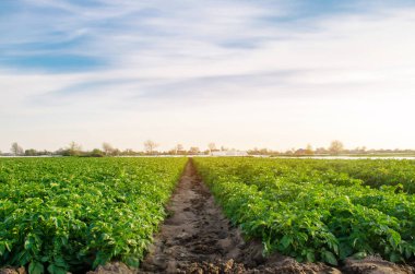 Kırsal arazinin güzel manzarası. Patates tarlaları tarlada büyüyor. Organik sebzeler. Tarım. Çiftçilik. Seçici odak